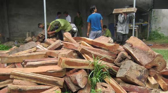 Phát hiện hơn 500 khúc gỗ hương trong nhà dân ảnh 1 Phát hiện hơn 500 khúc gỗ hương trong nhà dân ảnh 1