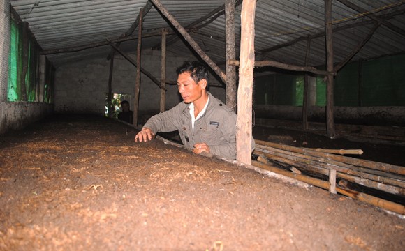 Phá sản vì gom hết tiền đi nuôi giun ảnh 1 Phá sản vì gom hết tiền đi nuôi giun ảnh 1