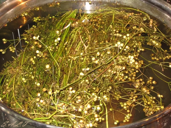 Lợi dụng dịch sởi, tiểu thương tăng giá hạt mùi "chóng mặt" ảnh 1