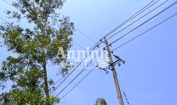 Vi phạm hành lang an toàn lưới điện: Luật đã có nhưng khó xử lý ảnh 1 Vi phạm hành lang an toàn lưới điện: Luật đã có nhưng khó xử lý ảnh 1