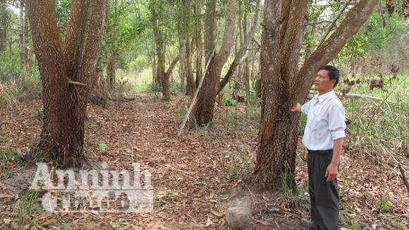 Đắk Lắk: Thu rừng dân trồng để… giao cho doanh nghiệp ảnh 1 Đắk Lắk: Thu rừng dân trồng để… giao cho doanh nghiệp ảnh 1