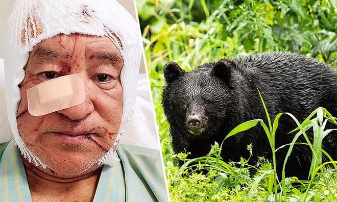 Đã xảy ra hàng loạt vụ gấu tấn công người trên khắp Nhật Bản trong thời gian gần đây Đã xảy ra hàng loạt vụ gấu tấn công người trên khắp Nhật Bản trong thời gian gần đây