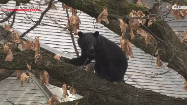 Cảnh báo kêu gọi công dân Mỹ tại Nhật tránh vào những khu vực có gấu xuất hiện và không đi một mình tại đó