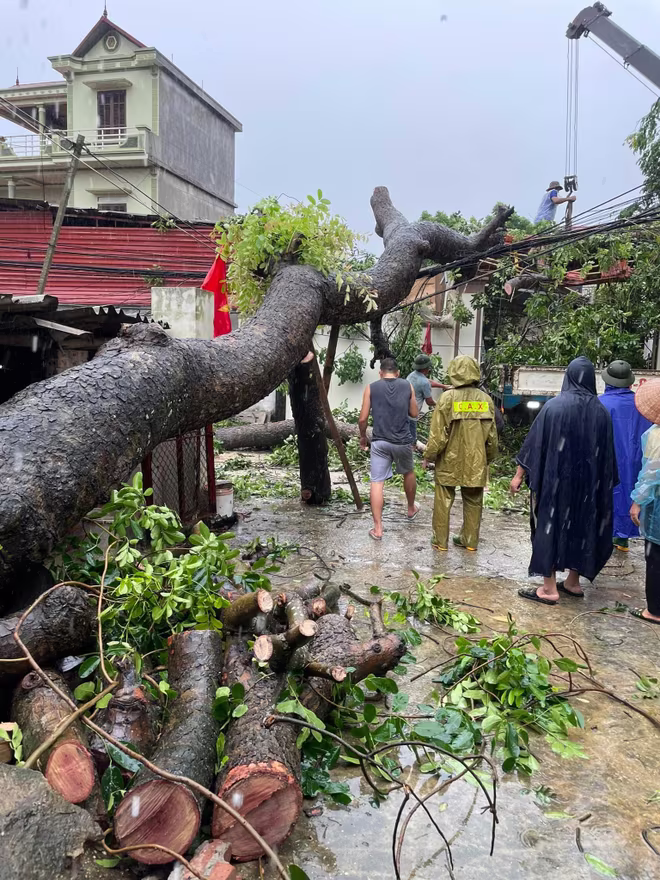Nhiều cây cối bị gãy đổ đã được lực lượng chức năng hỗ trợ dọn dẹp, khắc phục hậu quả.