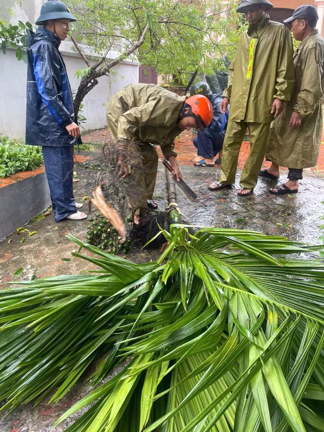 Các cây cao được chủ động đốn hạ để bảo đảm an toàn