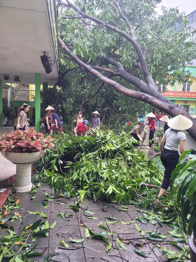 Cây đổ tại trường mầm non Hoa Mai hiện đã và đang được các lực lượng cùng giáo viên nhà trường dọn dẹp