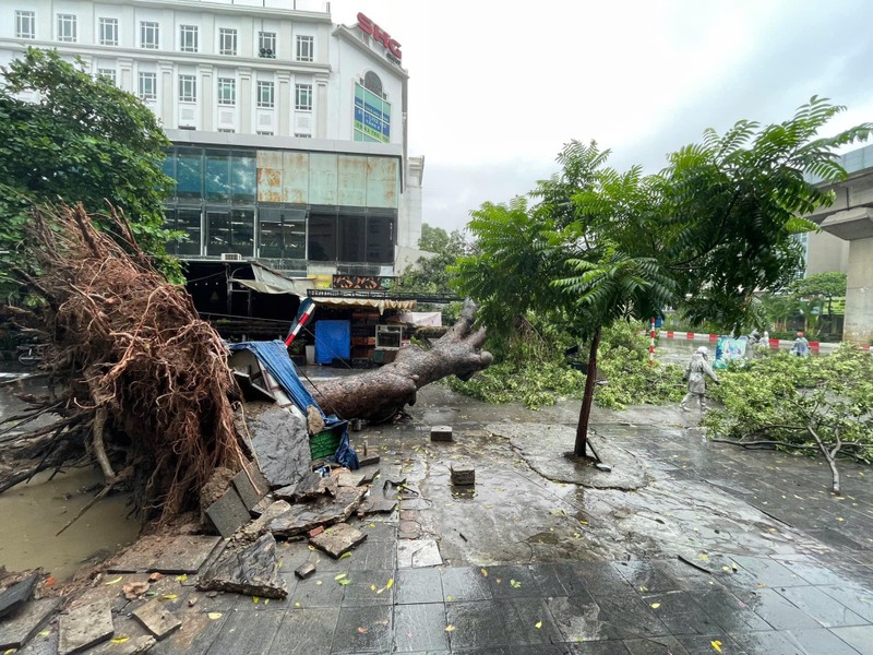 Ngày 7-9, hàng loạt cây xanh ở Hà Nội tiếp tục bị bật gốc, đổ, gãy, làm hư hỏng nhiều ô tô, xe máy