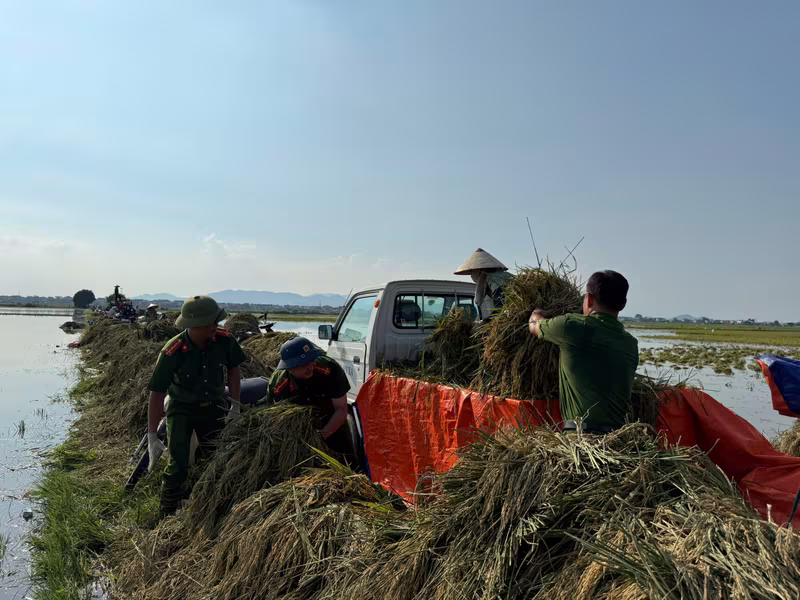 Lực lượng Công an xã hỗ trợ người dân thu hoạch lúa bị ngập úng Lực lượng Công an xã hỗ trợ người dân thu hoạch lúa bị ngập úng