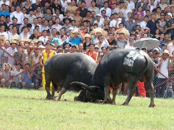 Kịch tính Lễ hội chọi trâu Đồ Sơn 2013 ảnh 1 Kịch tính Lễ hội chọi trâu Đồ Sơn 2013 ảnh 1