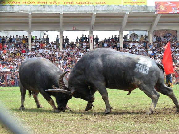 Kịch tính Lễ hội chọi trâu Đồ Sơn 2013 ảnh 3 Kịch tính Lễ hội chọi trâu Đồ Sơn 2013 ảnh 3