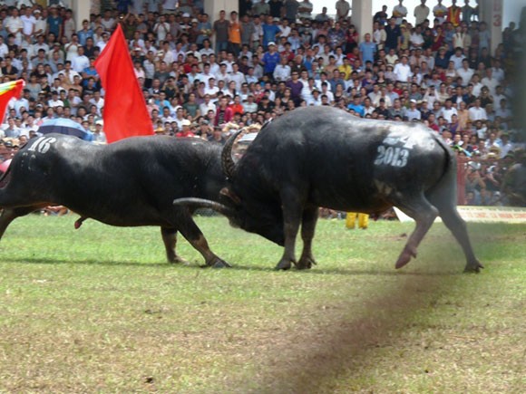 Kịch tính Lễ hội chọi trâu Đồ Sơn 2013 ảnh 2 Kịch tính Lễ hội chọi trâu Đồ Sơn 2013 ảnh 2