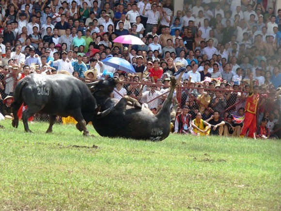 Kịch tính Lễ hội chọi trâu Đồ Sơn 2013 ảnh 5 Kịch tính Lễ hội chọi trâu Đồ Sơn 2013 ảnh 5