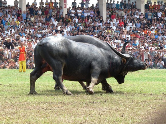 Kịch tính Lễ hội chọi trâu Đồ Sơn 2013 ảnh 7 Kịch tính Lễ hội chọi trâu Đồ Sơn 2013 ảnh 7