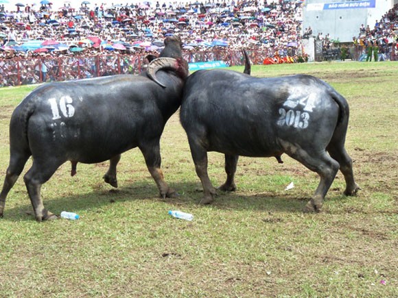 Kịch tính Lễ hội chọi trâu Đồ Sơn 2013 ảnh 6 Kịch tính Lễ hội chọi trâu Đồ Sơn 2013 ảnh 6