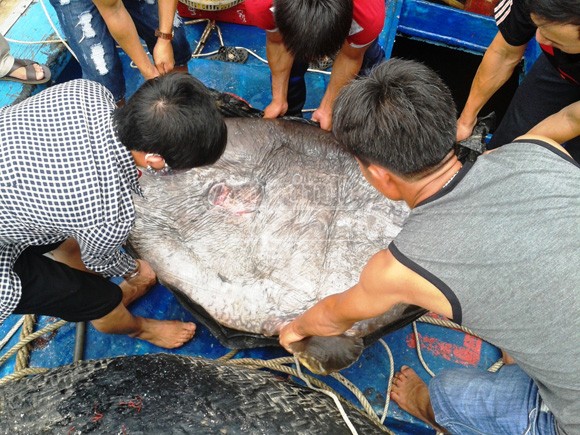 Ngư dân trao tặng cá mặt trăng quý hiếm nặng 120 kg ảnh 1 Ngư dân trao tặng cá mặt trăng quý hiếm nặng 120 kg ảnh 1