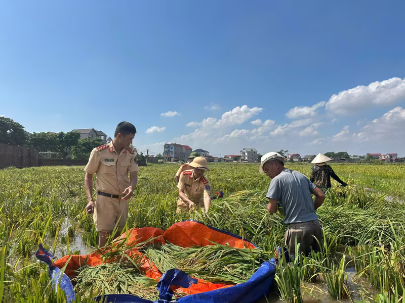 Công an Hà Nội gặt lúa giúp nhân dân Công an Hà Nội gặt lúa giúp nhân dân