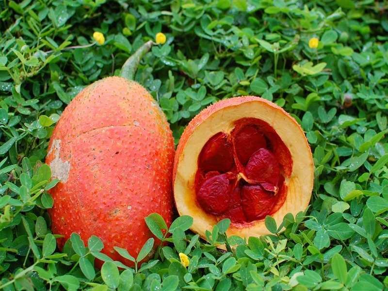 Quả gấc có tác dụng gì? Quả gấc có tác dụng gì?